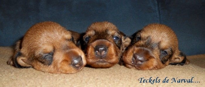 Les bébés de G une Pin'up D'harcourt !!