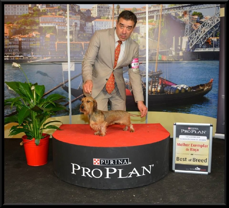 Les expositions canines